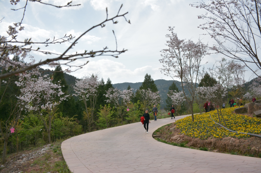 樱花基地(图3)