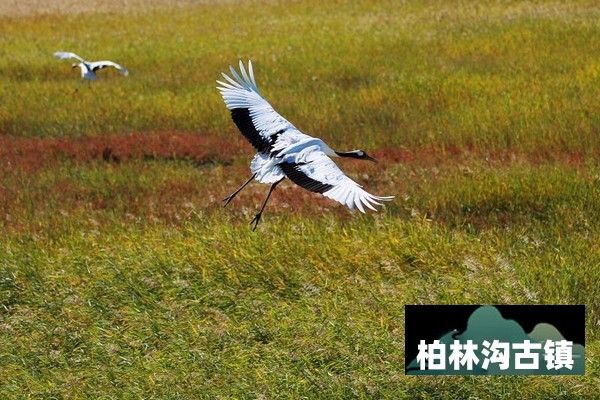 通榆向海国家级自然保护区旅游攻略