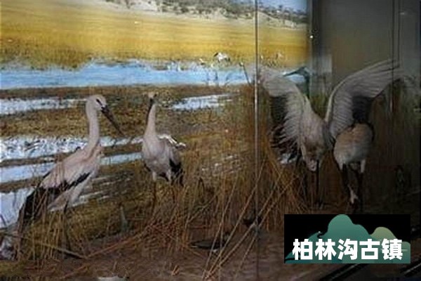 通榆向海国家级自然保护区旅游攻略